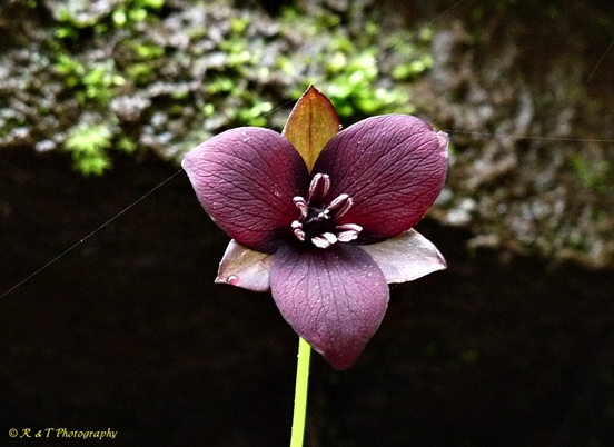 {Trillium sulcatum}